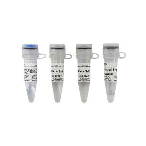 Протеаза SUMO (Ulp1, His-tag), рекомбинантная, 2000 е.а., Servicebio