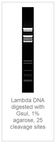 1% агарозный гель-электрофорез с результатами гидролиза ДНК фага лямбды эндонуклеазой рестрикции GsuI (25 сайтов рестрикции)