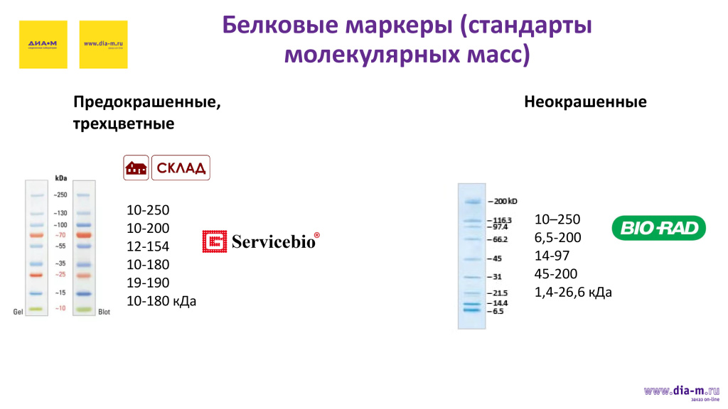 белковые маркеры белковые маркеры