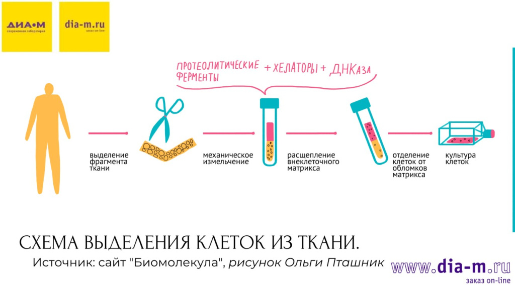 Схема выделения клеток из ткани