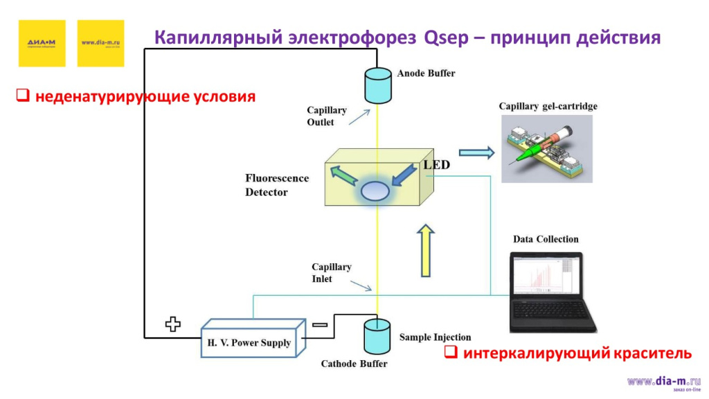 Капиллярный электрофорез Qsep - принцип действия