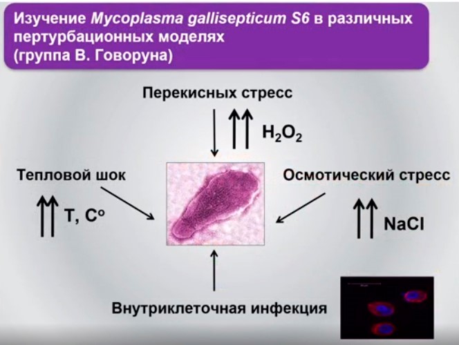 изучение mycoplasma gallisepticum s6