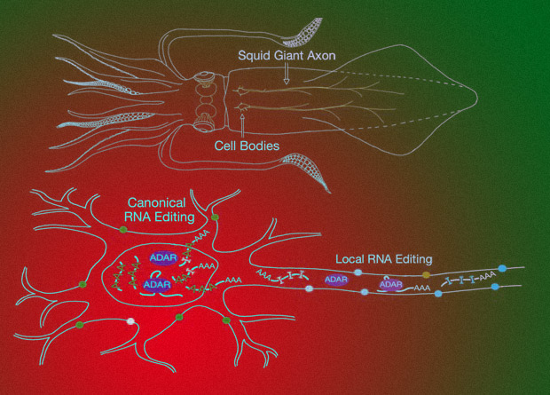 Высокопроизводительное генотипирование