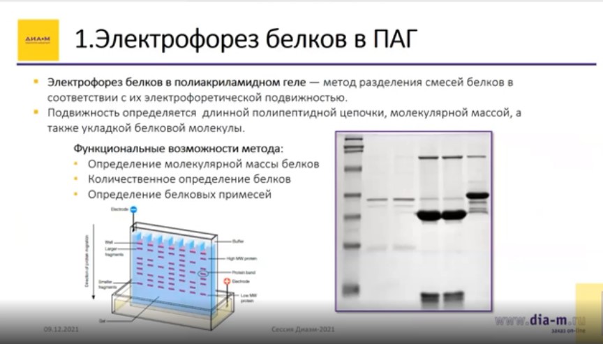 Электрофорез белков в ПАГ