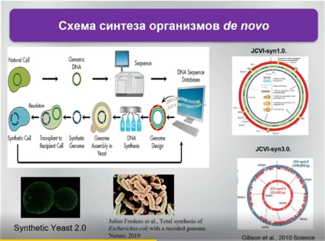 схема синтеза организмов de novo