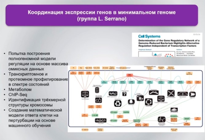 координация экспрессии генов в минимальном геноме