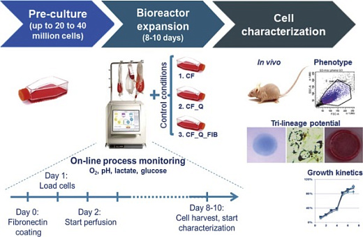 Cхема наработки клеток с использованием Quantum