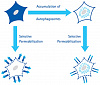 Набор для анализа аутофагии Muse Autophagy LC3-Antibody Based Kit, 200 тестов Фото 1