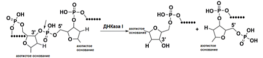 Каталитический механизм ДНКазы I