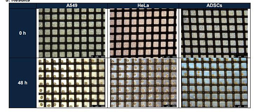 Результаты эксперимента, демонстрирующие формирование клеточных сфероидов с высокой однородностью для 3-х типов клеточных линий.