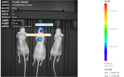 Примеры визуализаций животных in vivo