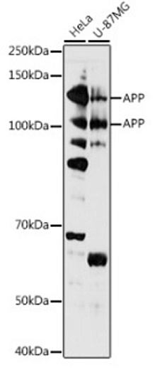 Вестерн-блоттинг экстрактов различных клеточных линий с использованием антител АРР (A16265) в разведении 1:1000.
