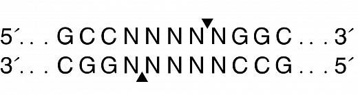 Эндонуклеаза рестрикции BglI, 10 000 ед/мл ,New England Biolabs