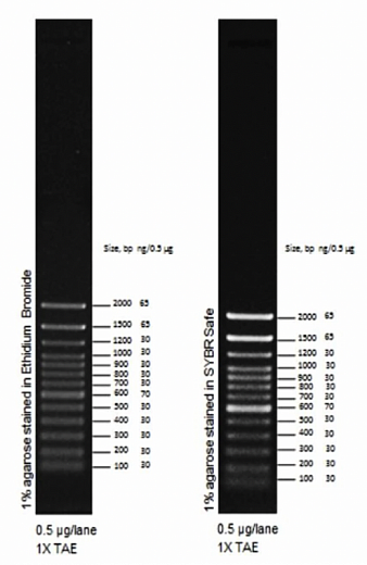 Маркер длин ДНК TrackIt 100 bp, 13 фрагментов от 100 до 2000 п.н.; готовый к применению; 0,1 мкг/мкл Фото 1