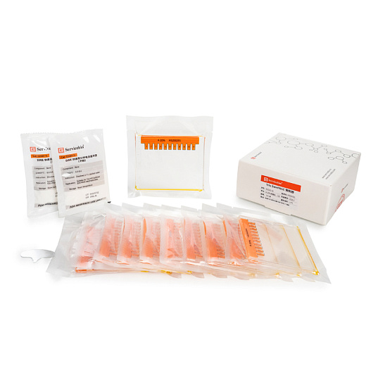 Гель для электрофореза белков полиакриламидный готовый Tris Swe Page Pre-Cast Gel, 11 лунок, 4-20%, Servicebio, Китай