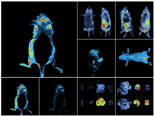 Система визуализации 2D биолюминесценции и флуоресценции in vivo, Newton 7.0 Mini, Vilber Lourmat