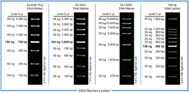 ДНК-маркер 100 bp DNA Ladder, 11 фрагментов от 100 до 1500 п.н., 5 мкл/нанесение, Vazyme