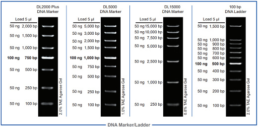 ДНК-маркер 100 bp DNA Ladder, 11 фрагментов от 100 до 1500 п.н., 5 мкл/нанесение, Vazyme