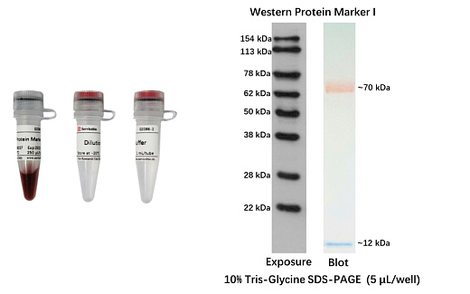 Маркер молекулярного веса белков, 12-154 кДа, предокрашенный