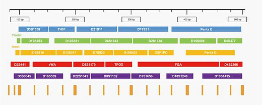 Панель локусов набора A32 Human DNA Identiﬁcation Kit