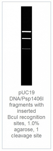 0,7% агарозный гель-электрофорез с результатами гидролиза фрагментов pUC19/Psp1406I эндонуклеазой рестрикции BcuI (1 сайт рестрикции)