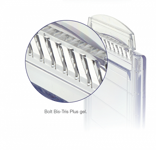 NW00102BOX Гель полиакриламидный Bolt Bis-Tris Mini Protein Gel, 8 х 8 см, 12 лунок, 10%, 10 шт./уп., Thermo FS