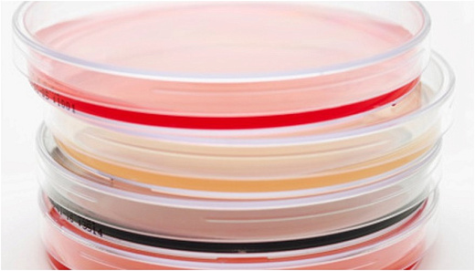 Чашки Петри с триптон-соевым агаром (TSA), 90 мм, TM Media