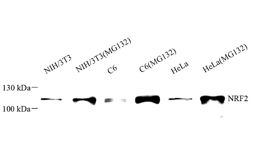 Антитела NRF2 кроличьи,поликлональные