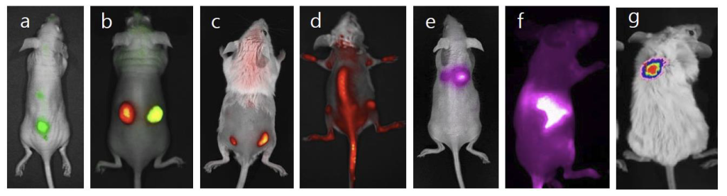 Примеры визуализаций животных in vivo Опухоли с экспрессией GFP после введения под кожу, образованные стабильными клеточными линиями.